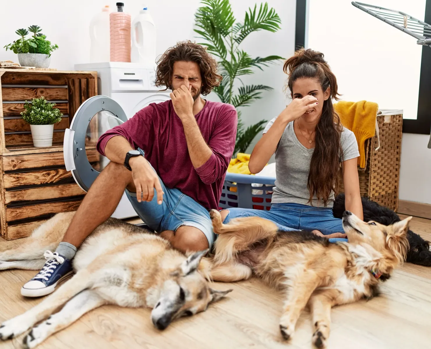 Couple holding their noses next to two large dogs, reacting to a bad smell at home